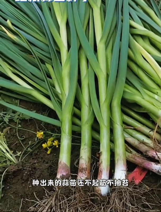 不长根茎只长苗,红根蒜苗这样种,当年吃上十几茬!