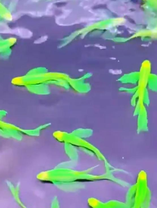 有鱼缸准备养鱼的,试试这种蝶翼斑马鱼,不仅养眼还贼好养活