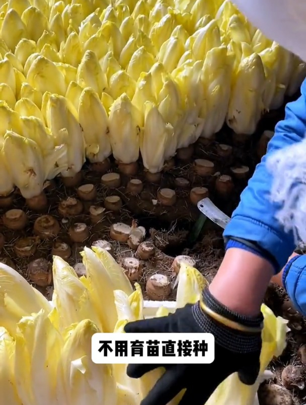 罕见的金玉兰菜!撒点种子浇浇水,人口少了根本吃不完