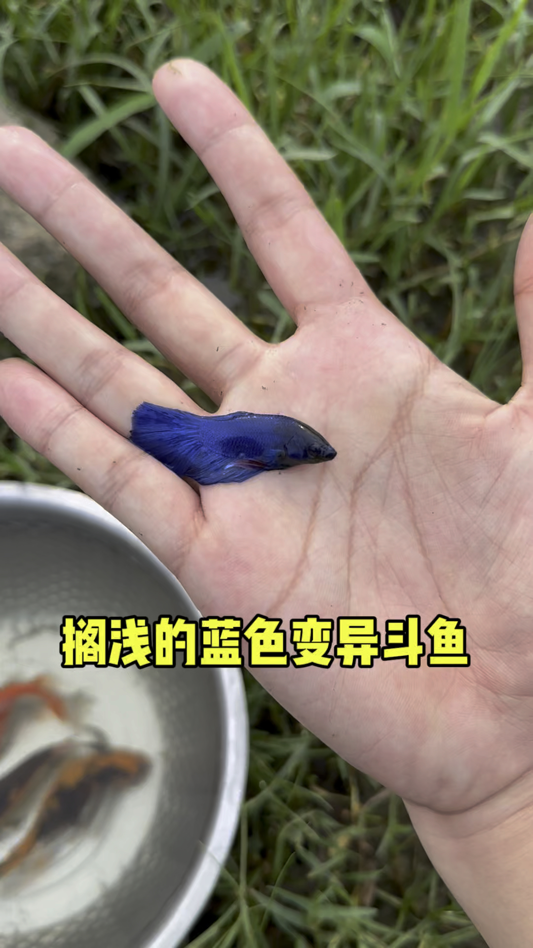 搁浅的蓝色变异斗鱼