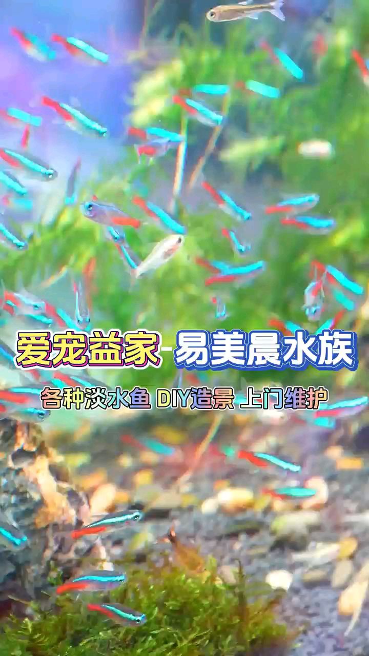 爱宠益家 易美晨水族 主营:冷水鱼 热带鱼 DIY鱼缸造景 上门维护