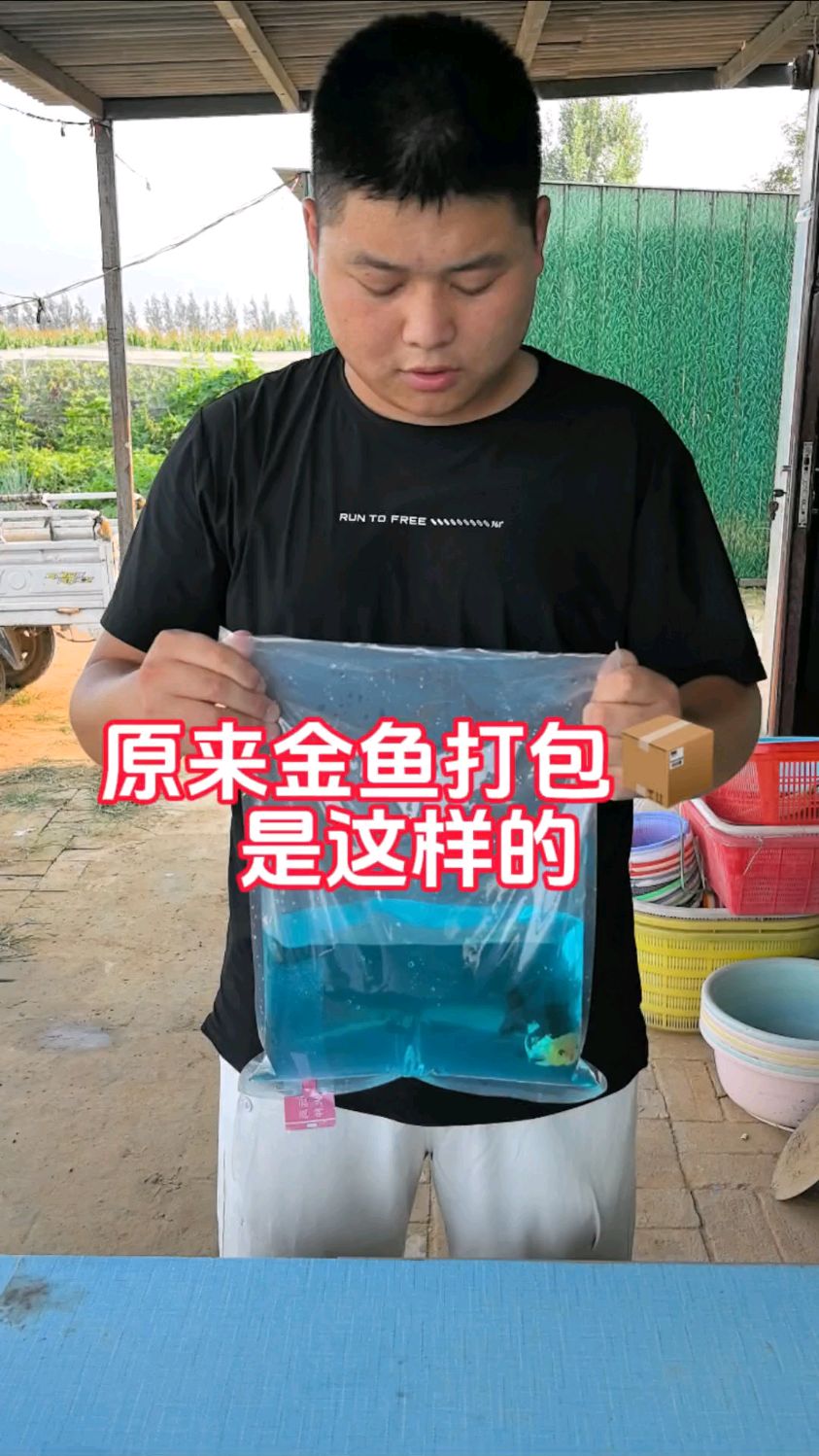 沉浸式打包玛丽泰狮金鱼