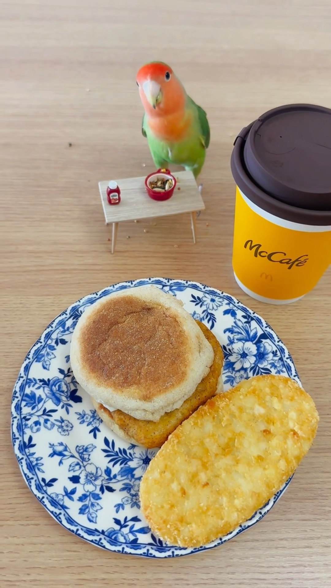 和鹦鹉一起吃早餐