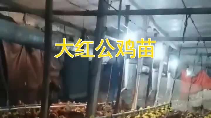 选择九斤红种鸡场,开启您养殖事业的成功之路。大红公鸡苗色彩艳