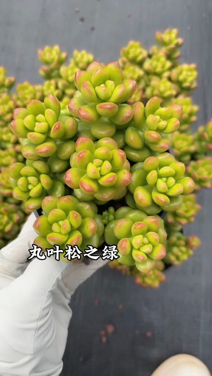 每日一多肉,丸叶松之绿