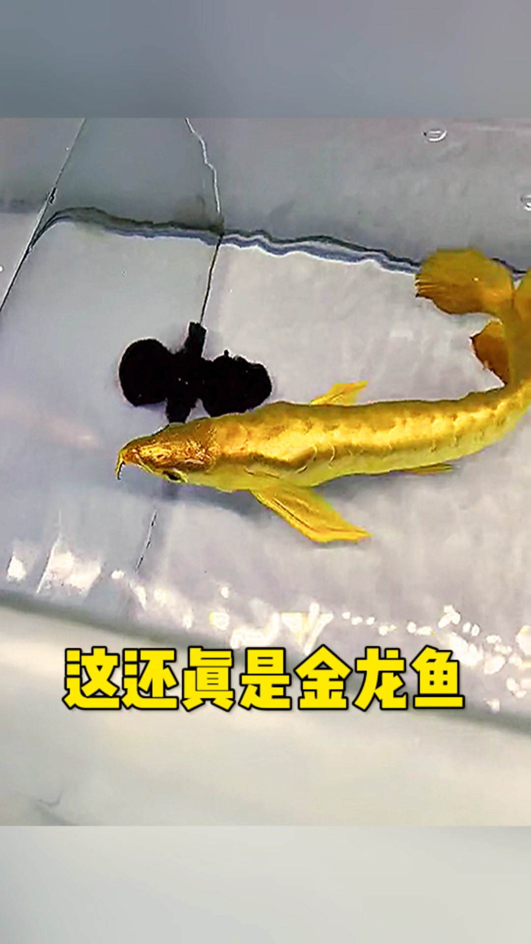 这竟然是一条金龙鱼