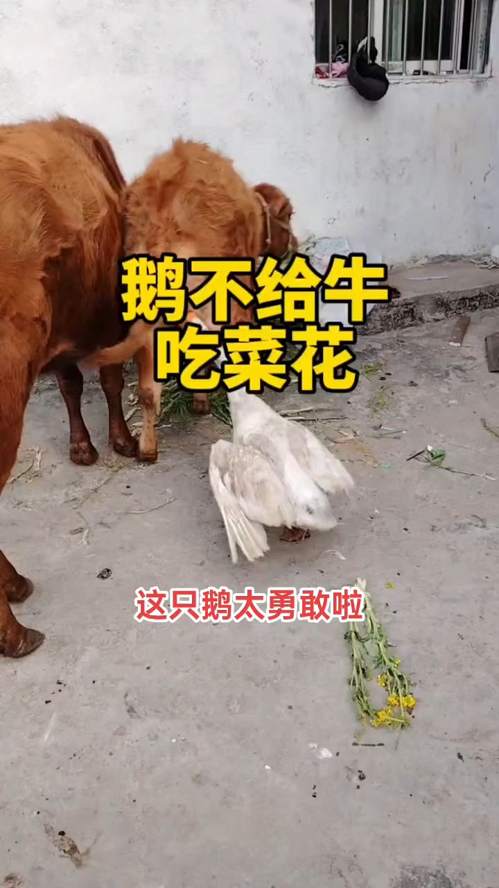 鹅不给牛吃菜花,给牛干起来了,鹅自讨苦吃!