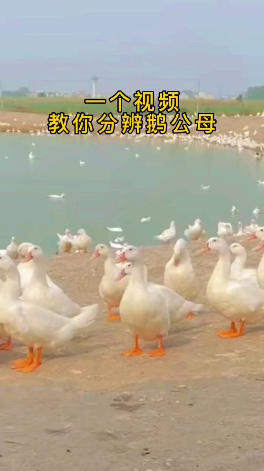一招教你分公母!