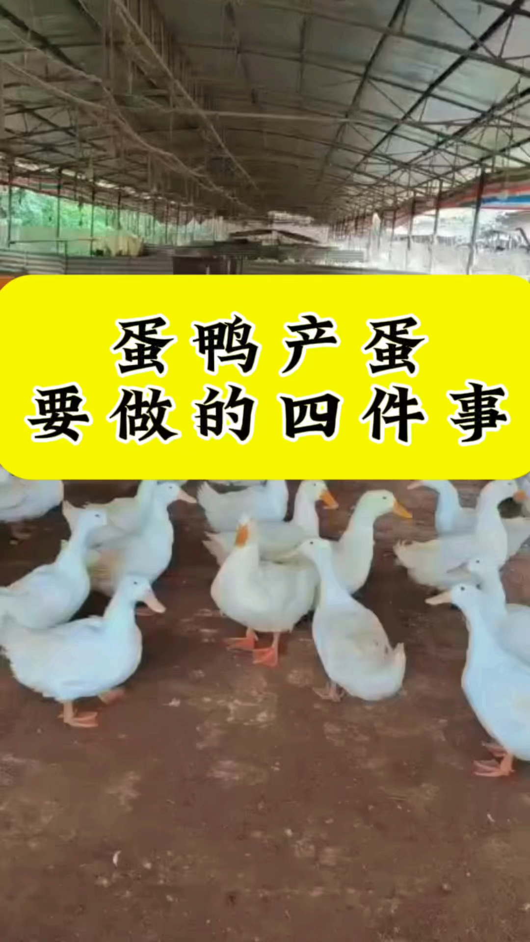 养蛋鸭做好这些事,产蛋不发愁!
