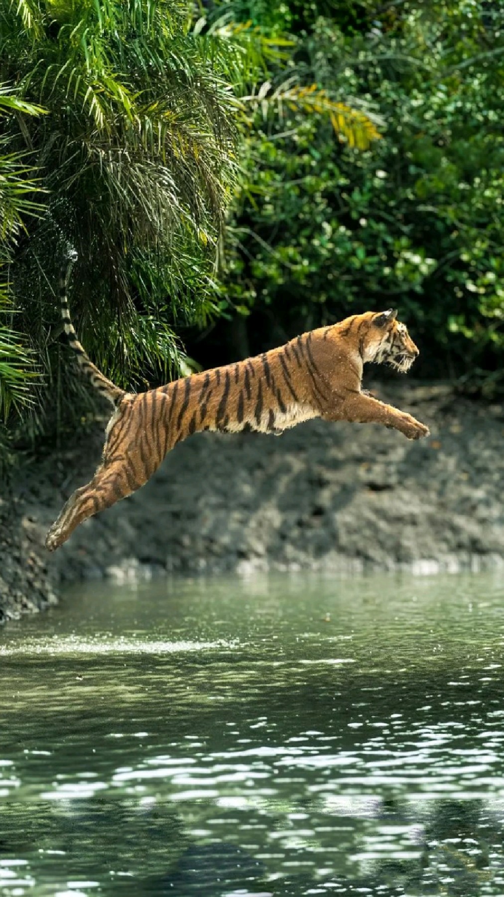 当今体型最小、嘎人最多的老虎