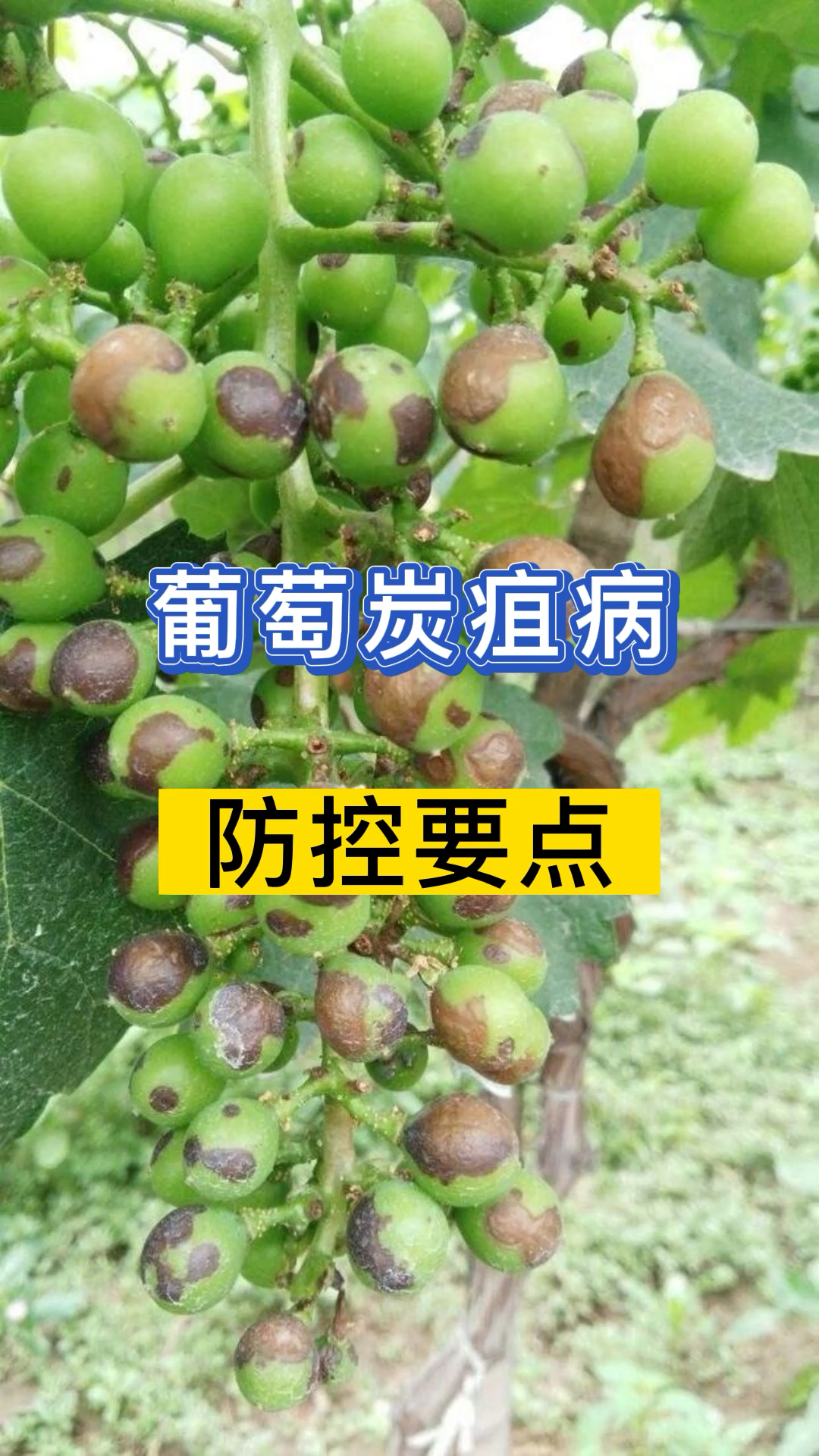 葡萄炭疽病如何预防?葡萄发生炭疽病用什么药有效果?葡萄病害