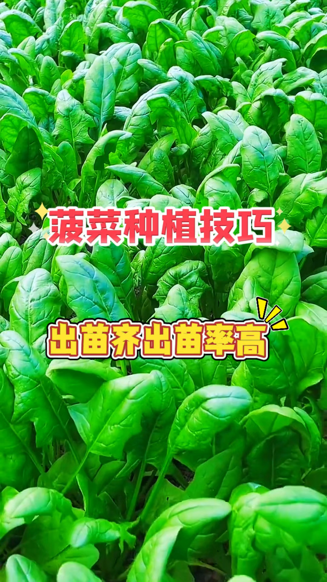 八月种菠菜长的像锅盖,这样种菠菜出苗齐出苗率高