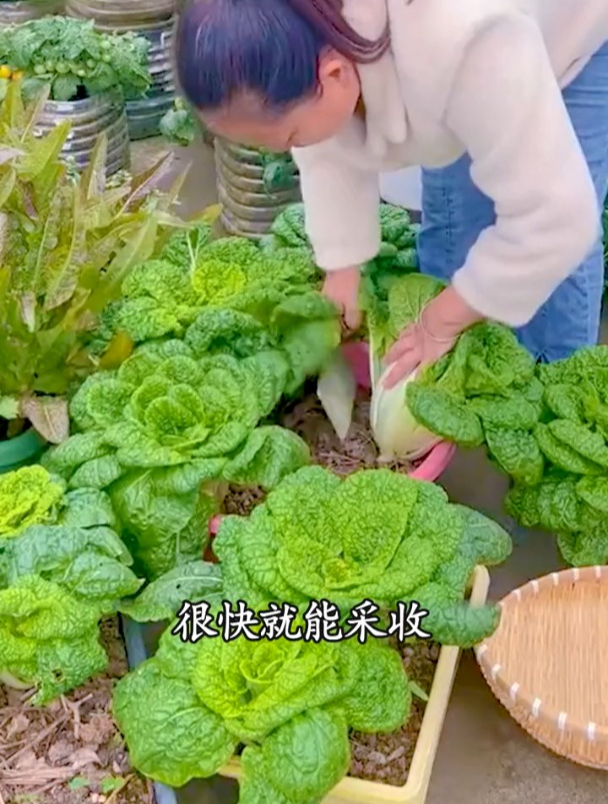 雪下塌菜赛羊肉,多茬采收,越摘越茂盛