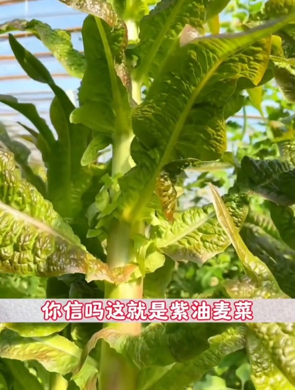 特色紫丫丫菜!长得很特殊,还比一般油菜好吃,带甜味