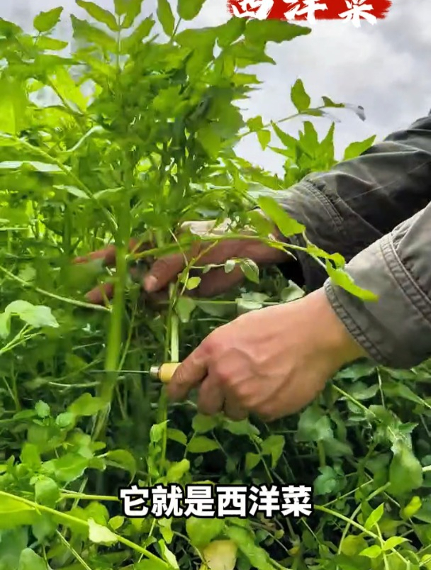 国外引进的西洋菜,水越多长的越好,很多人见过没吃过!
