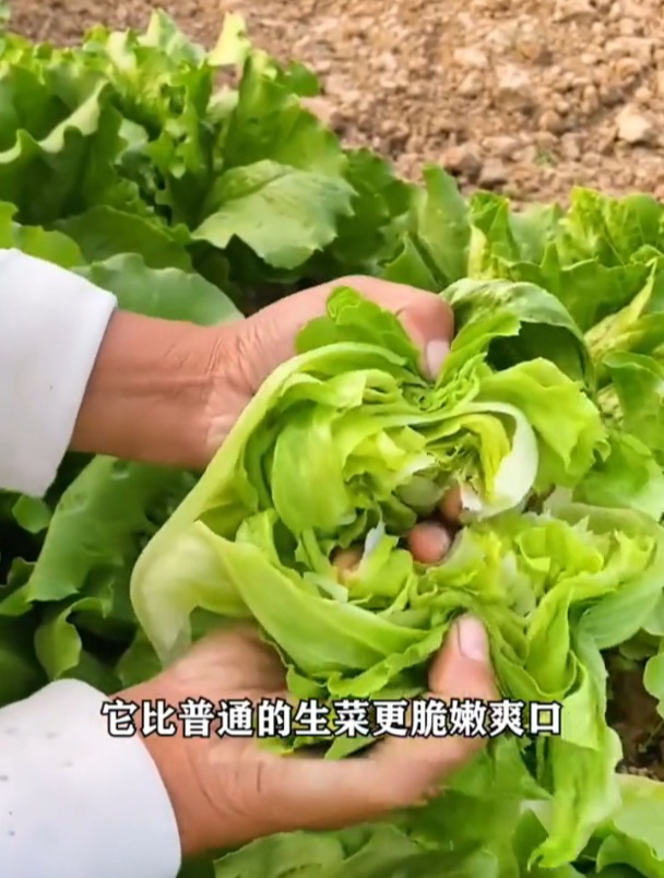 特色包心生菜品种!长得很特殊,还比一般生菜好吃好种!