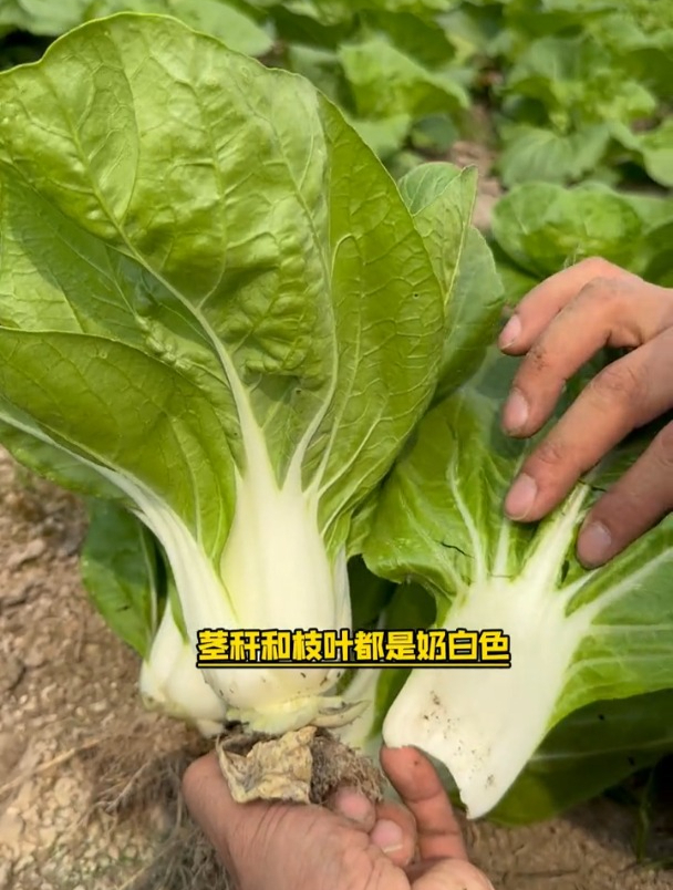 这种矮脚小白菜比肉还香,市场反响很好,耐寒不易招虫