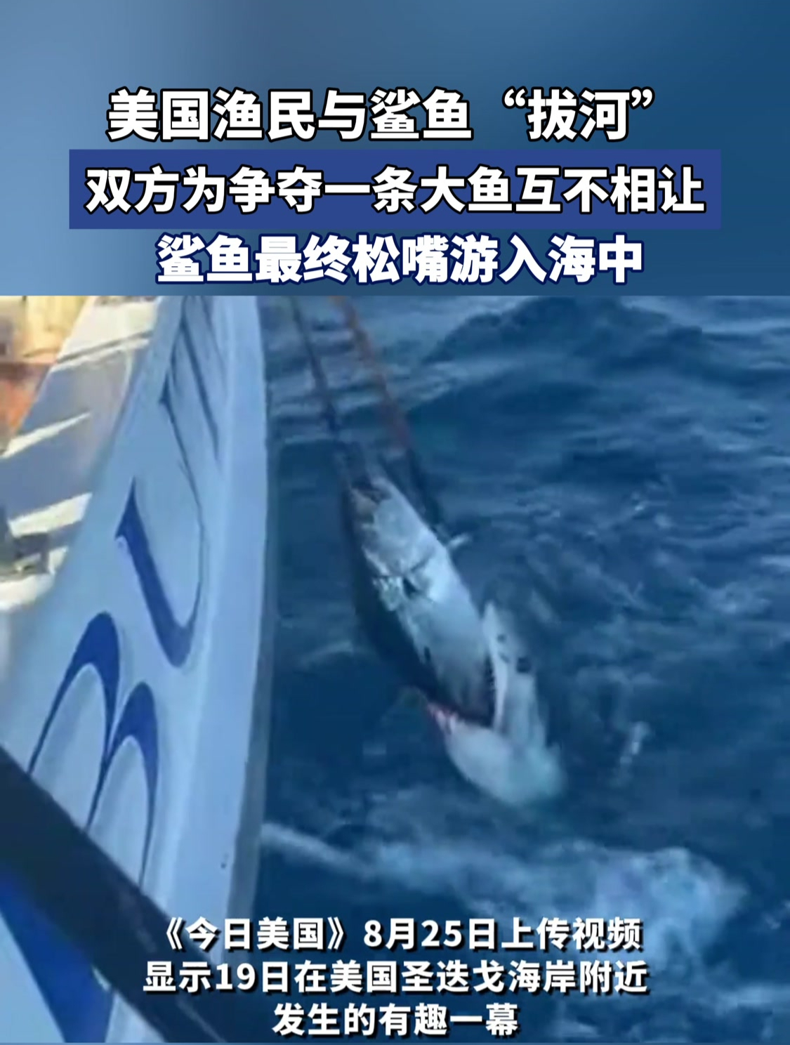 美国渔民与鲨鱼“拔河”,双方为争夺一条大鱼互不相让