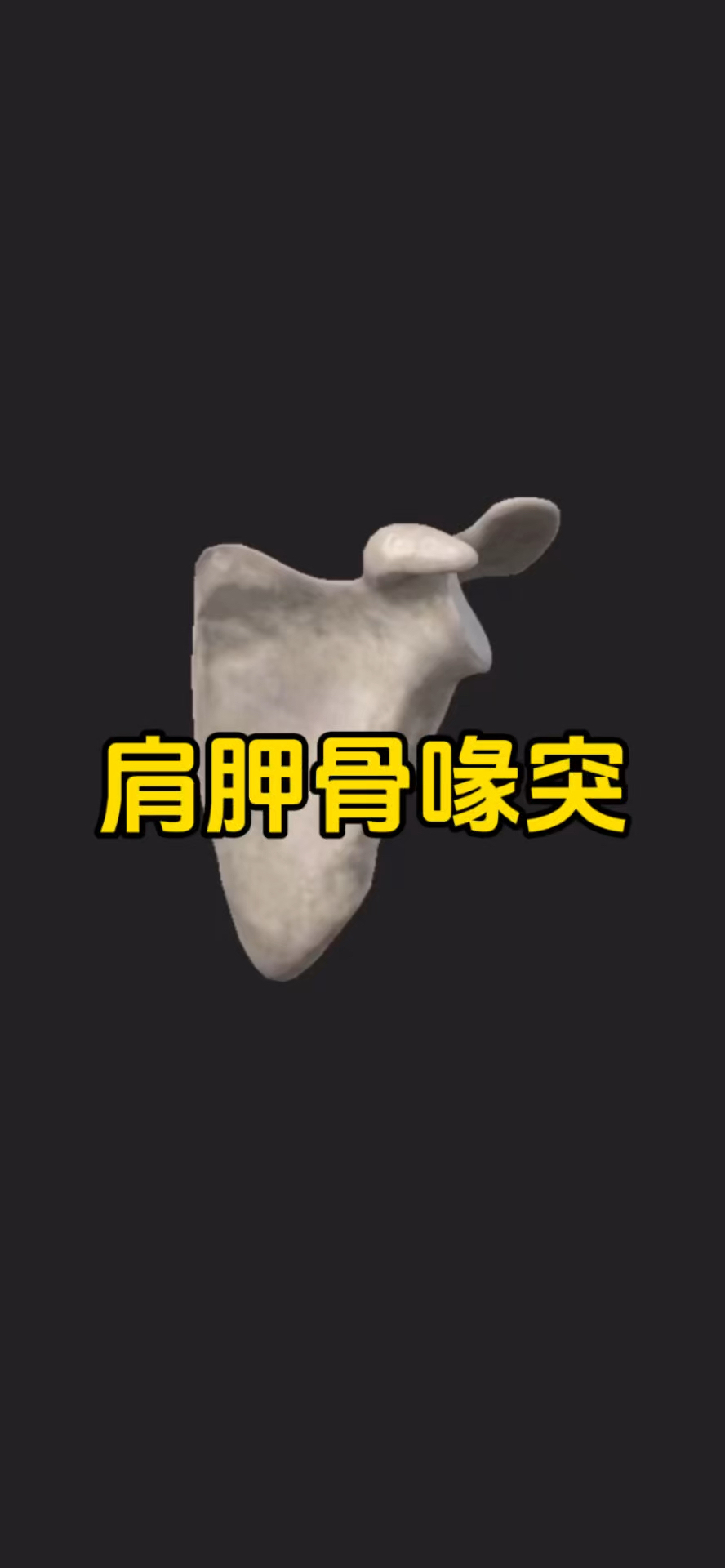 肩胛骨喙突上连接着三块肌肉!