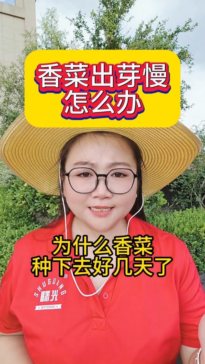 香菜出芽慢怎么办