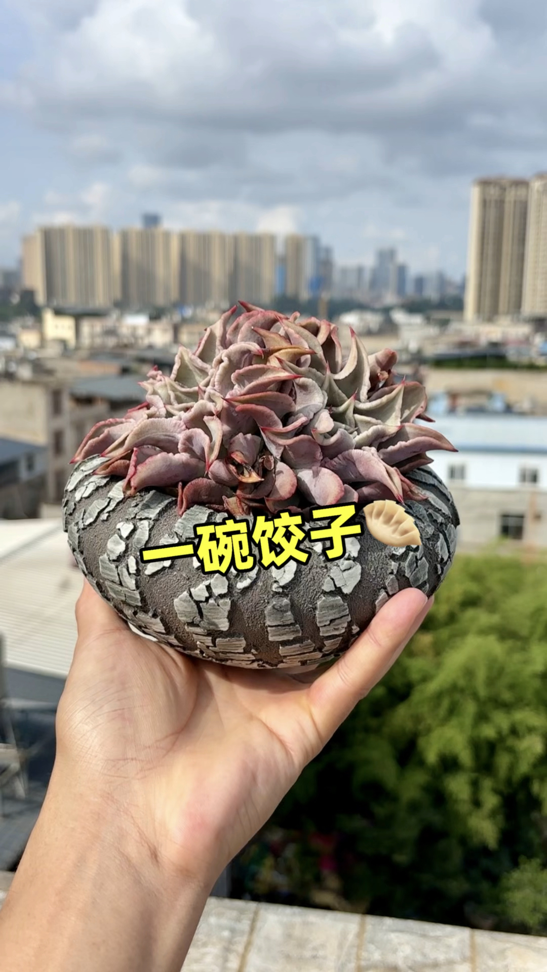 多肉植物叶插繁殖