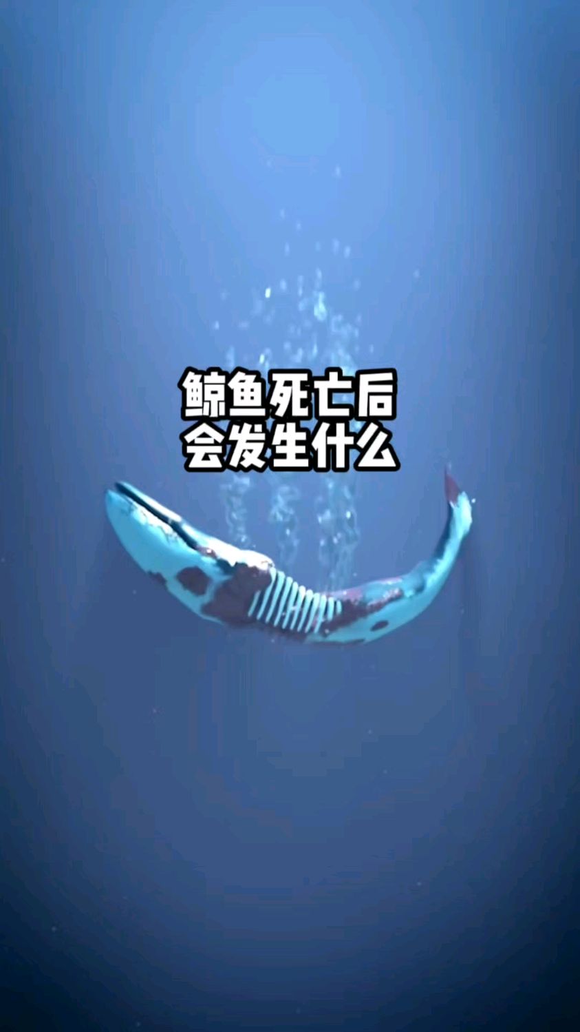 鲸鱼死亡后,会有哪些经历?