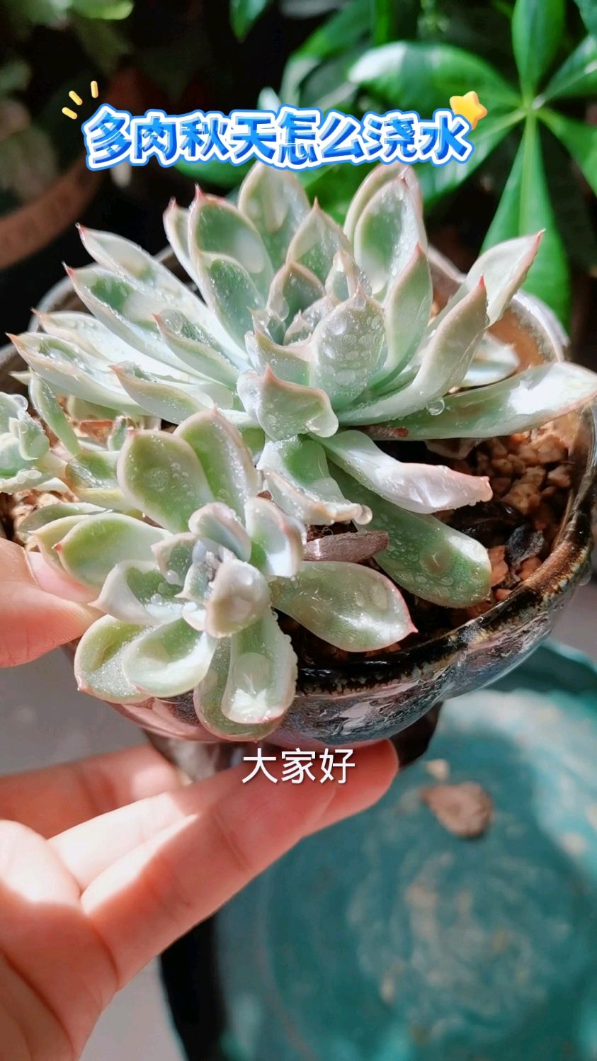多肉秋天怎么浇水