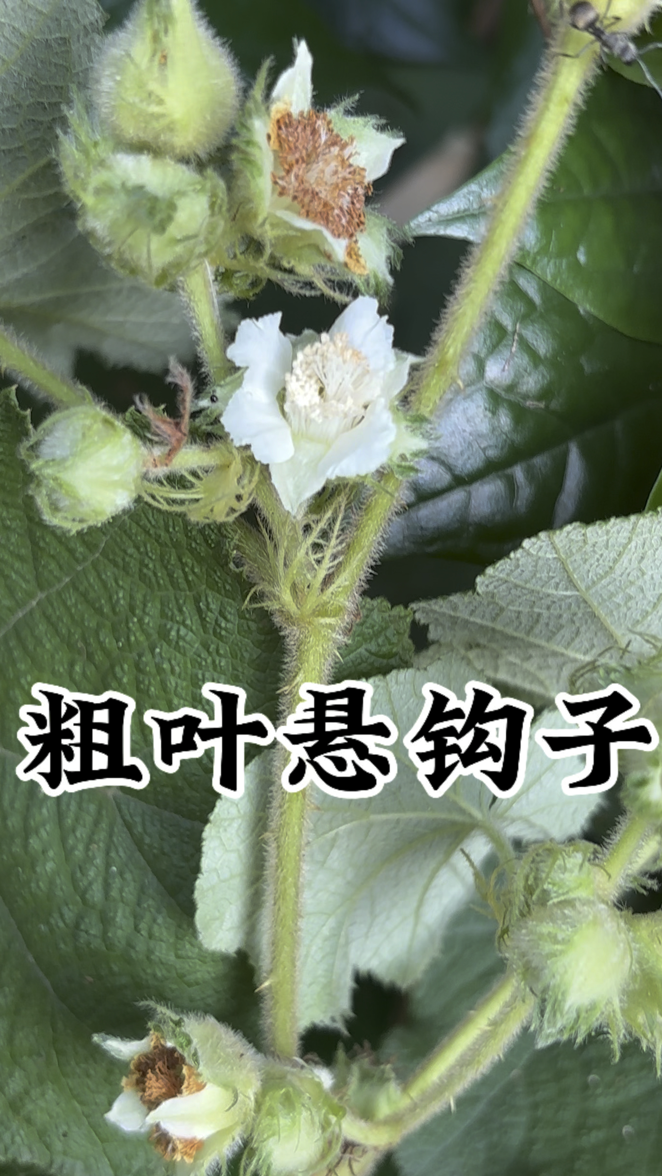 长满钩子的植物是个宝,它就是粗叶悬钩子,它的果子可好吃