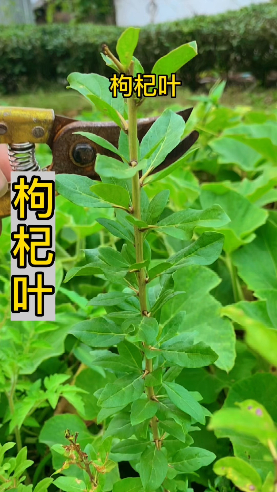 家乡美食枸杞叶汤