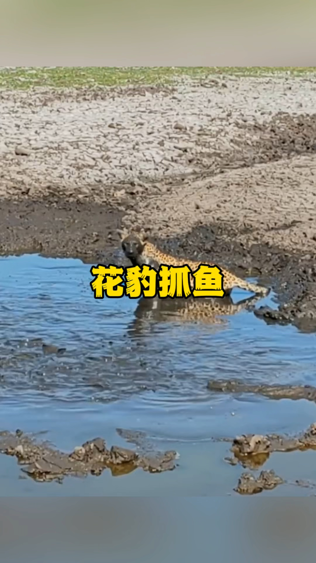 花豹来到池塘边抓非洲巨型鲶鱼,场面实属搞笑毕竟非常滑稽