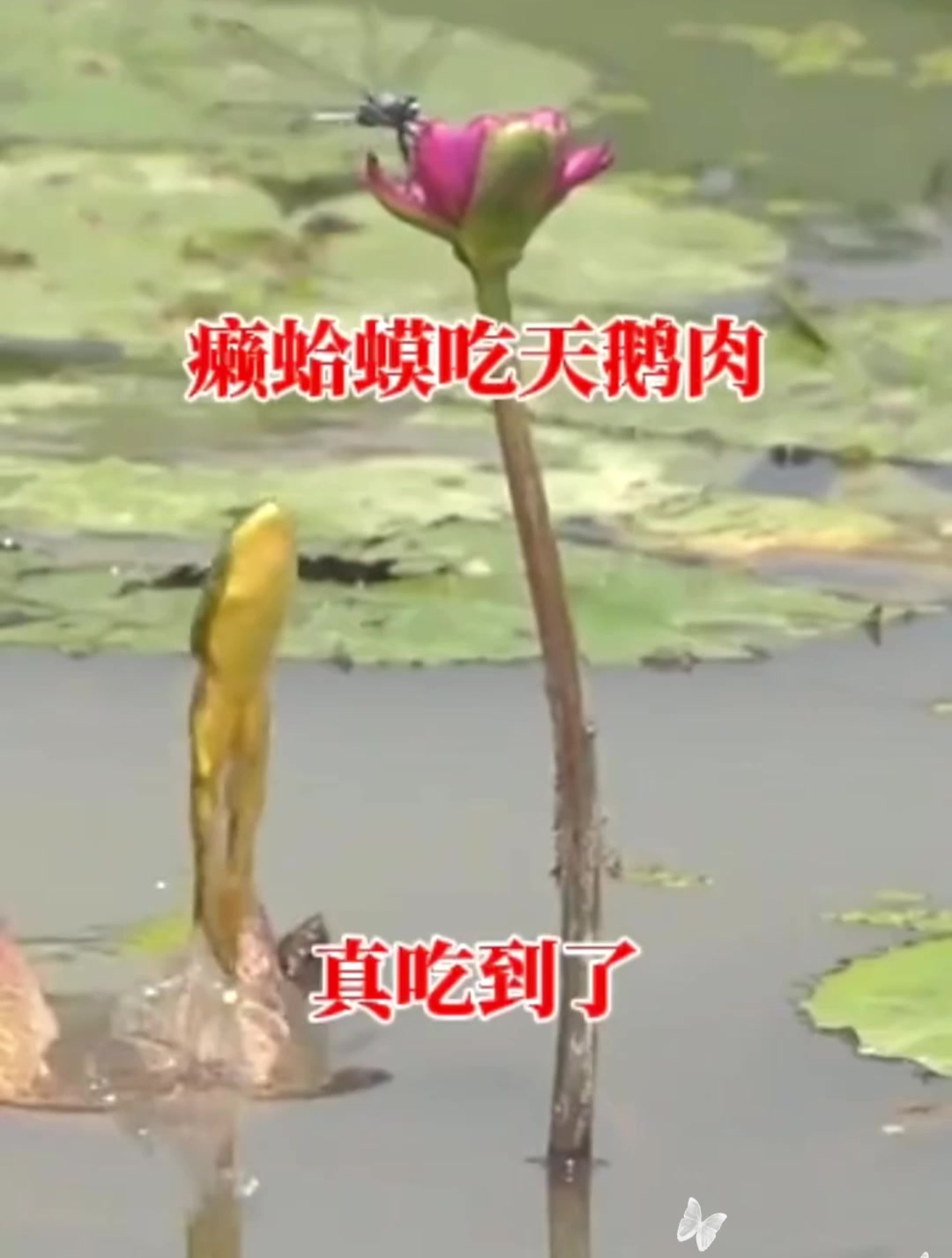癞蛤蟆吃天鹅肉,结果还真吃到了