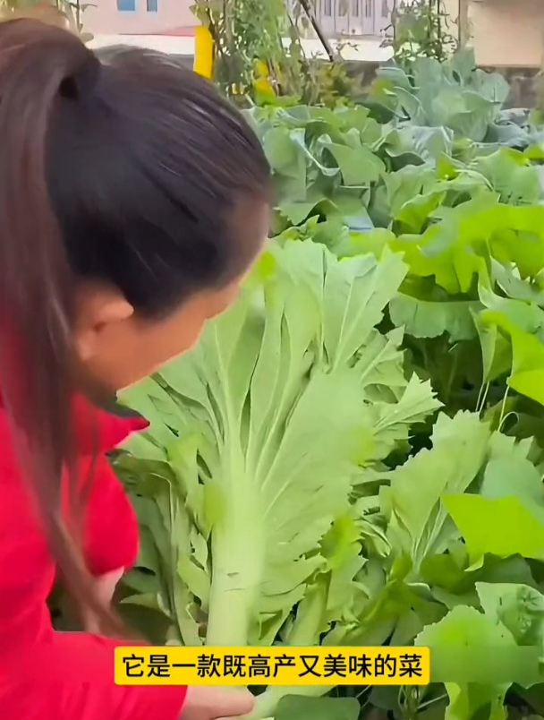 农村这种包心芥菜,价值不一般,以前用来腌酸菜