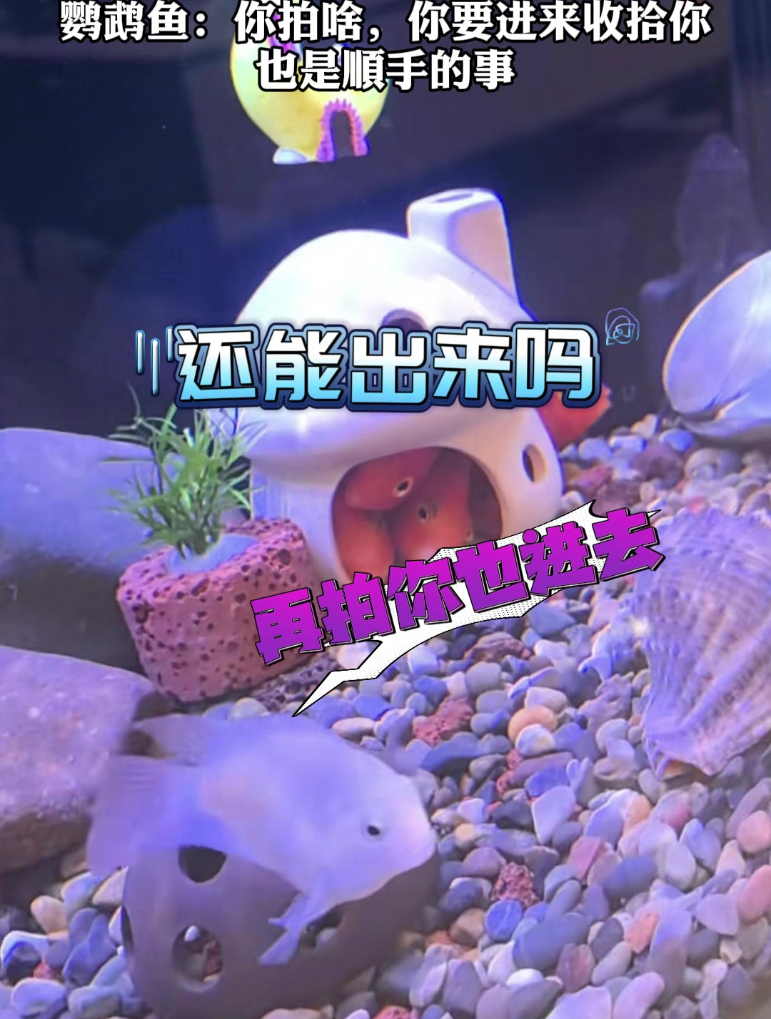 网友以为是缸买小了其它鱼不出来,实际是被外面鹦鹉鱼欺负怕了