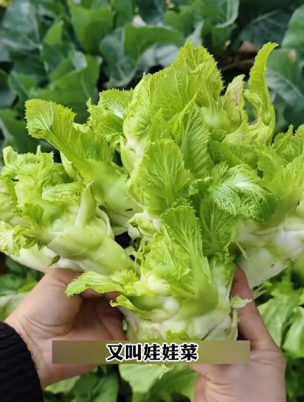 儿菜又叫娃娃菜,营养不输牛肉,不用育苗直接种