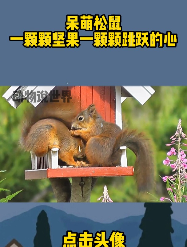 呆萌松鼠,一颗颗坚果,一颗颗跳跃的心