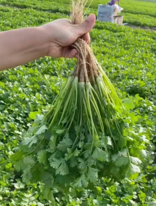 想要香菜发芽快,只需做好一件事