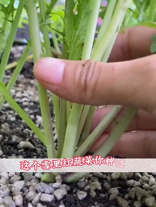 雪里蕻又叫“春不老”,有野菜的清香,腌制后最好吃!