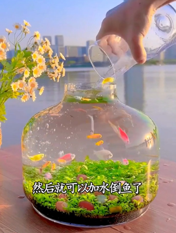 水草种子种植简单,随便一个瓶瓶罐罐有水就能养好