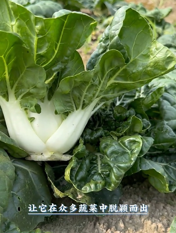 一种耐寒的矮脚白菜,撒把种子就能活,冬天一茬一茬摘着吃