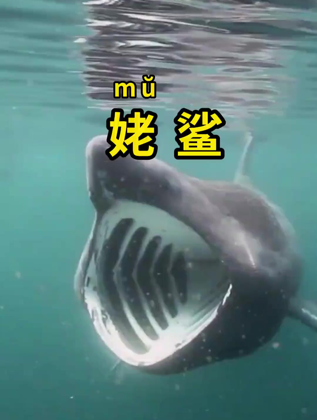姥鲨,世界第二大滤食性鲨鱼!