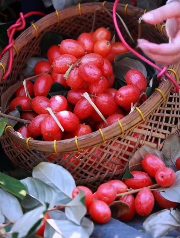 羊奶果比榴莲贵,市场上买不到,种植却很简单!