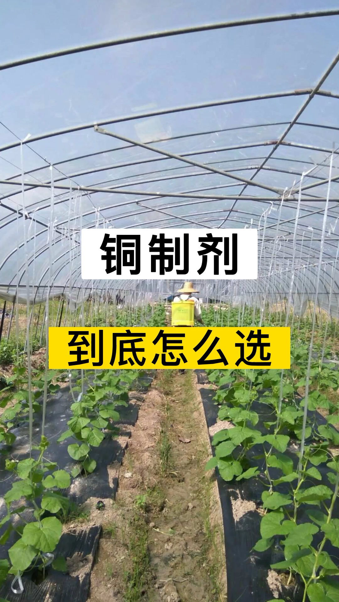 农用铜制剂杀菌剂哪个效果好?铜制剂的功效与区别