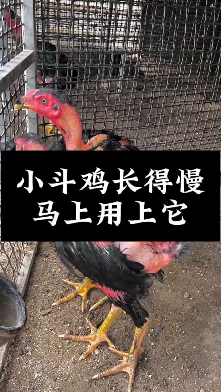 小鸡用上它,马上长得快