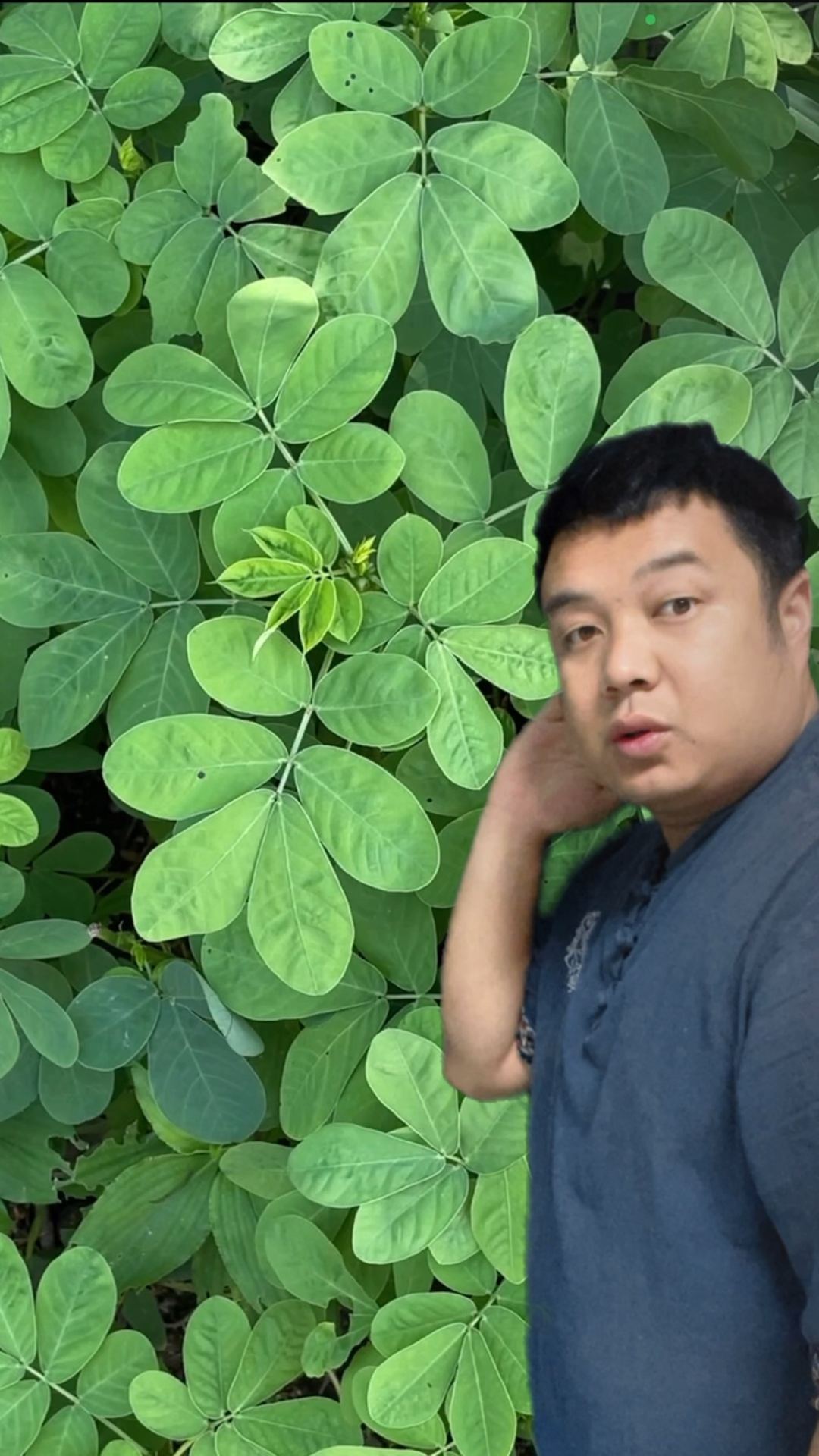 农村常见的「决明子」别名也叫:草决明和马蹄决明。你见过吗?