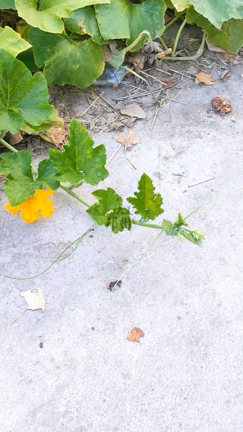 在河南有个地方蚯蚓叫出川,饺子叫扁食,骂人叫噘人,下蛋叫嬔蛋