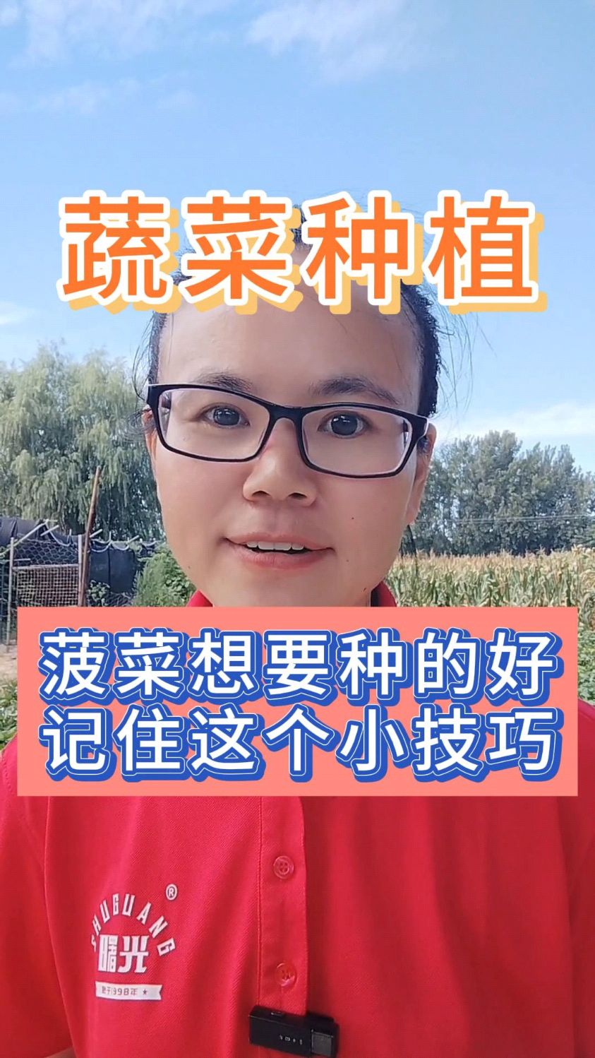 菠菜要种好记住这个小技巧#支持三农#助农