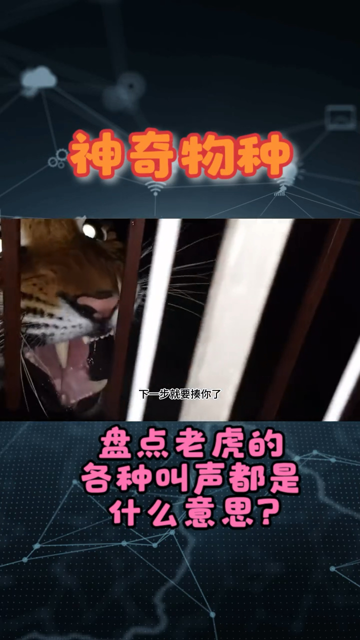 老虎的各种叫声你知道都是什么意思吗?