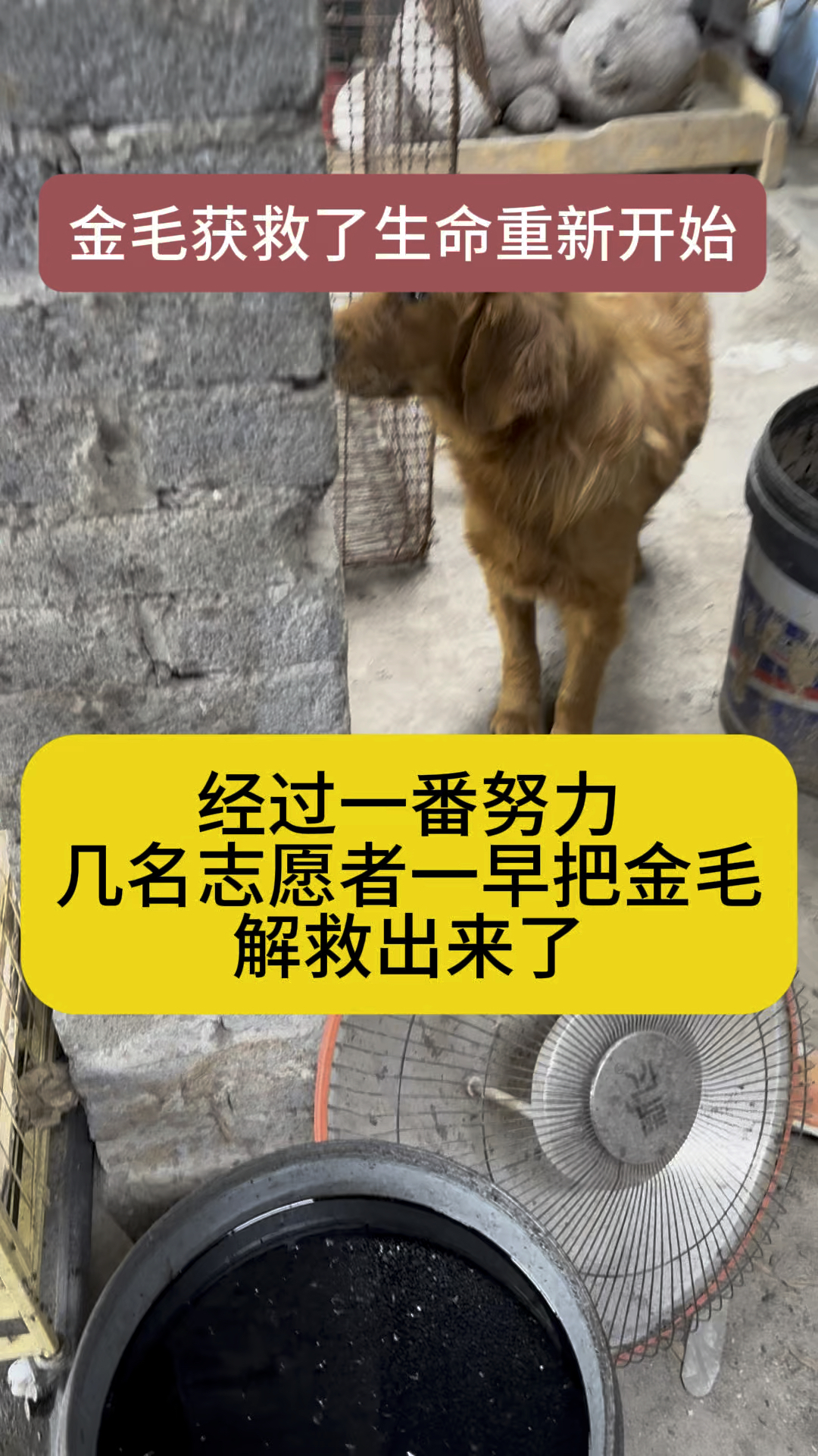 (夜里辗转难眠,金毛一直回想脑海)狗肉屠宰场现状狗狗后续