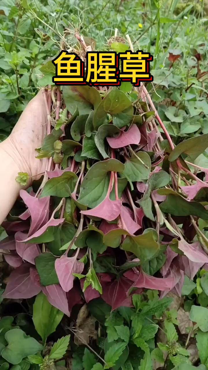 鱼腥草你见过吗,他的作用你知道吗
