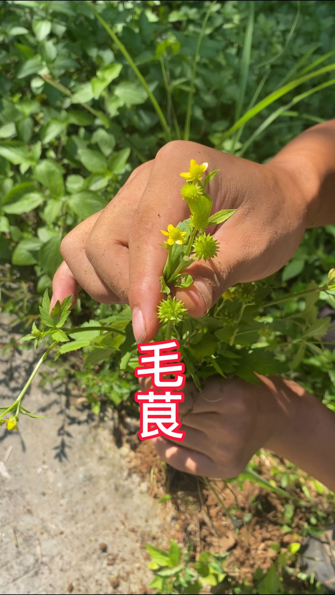 农村生活 一日一植物 毛茛